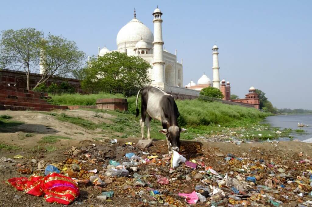 Indische Klischees: im Müll wühlende Kuh und im Hintergrund der Taj Mahal