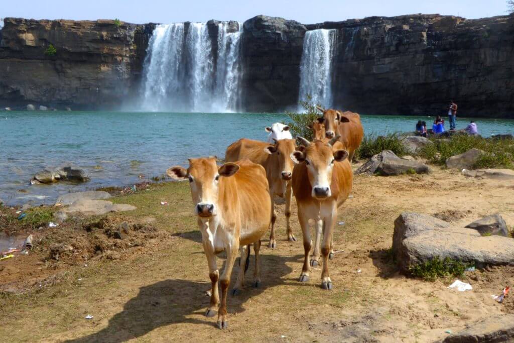 Heilige indische Kühe am Chitrakot-Wasserfall