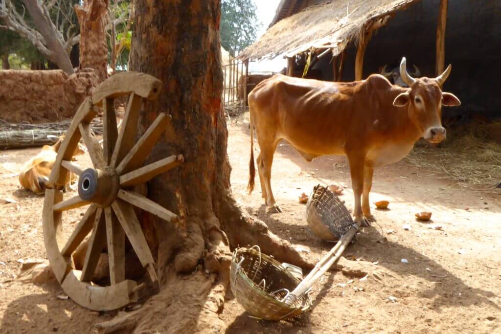 Kultur in Indien: Ländliche Idylle im Bastar Distrikt