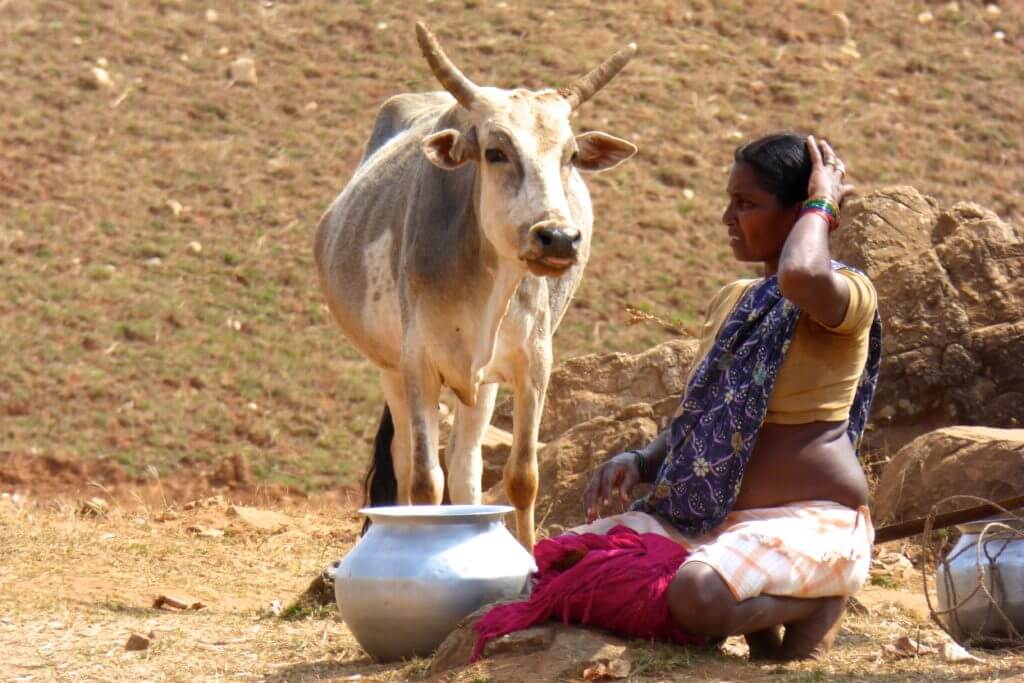 Indien Kultur und Klischee, heilige Kuh im Bundesstaat Chhattisgarh
