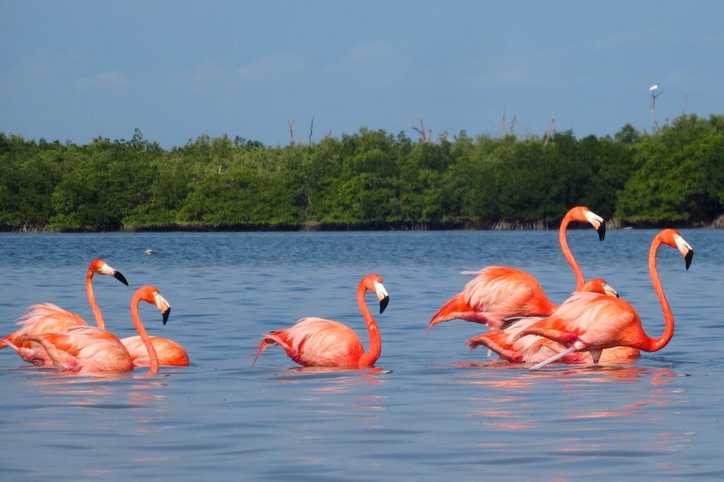 Flamingos bei Río Lagartos, Yucatán. 