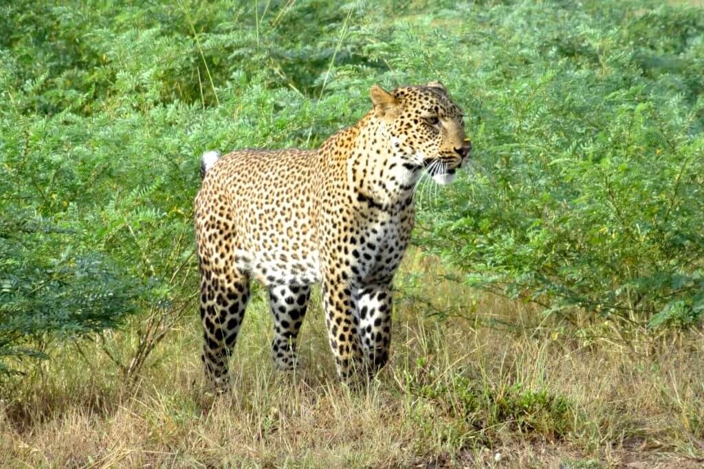 Jahresrückblick Reiseblog Groovy Planet, Leopard im South Luangwa Nationalpark in Sambia