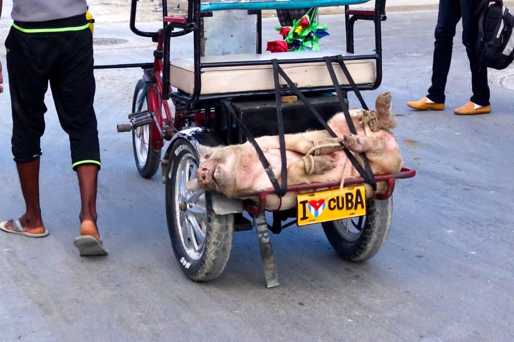 Jahresrückblick Reiseblog Groovy Planet. Schweinetransport in den Straßen von Guantánamo, Kuba
