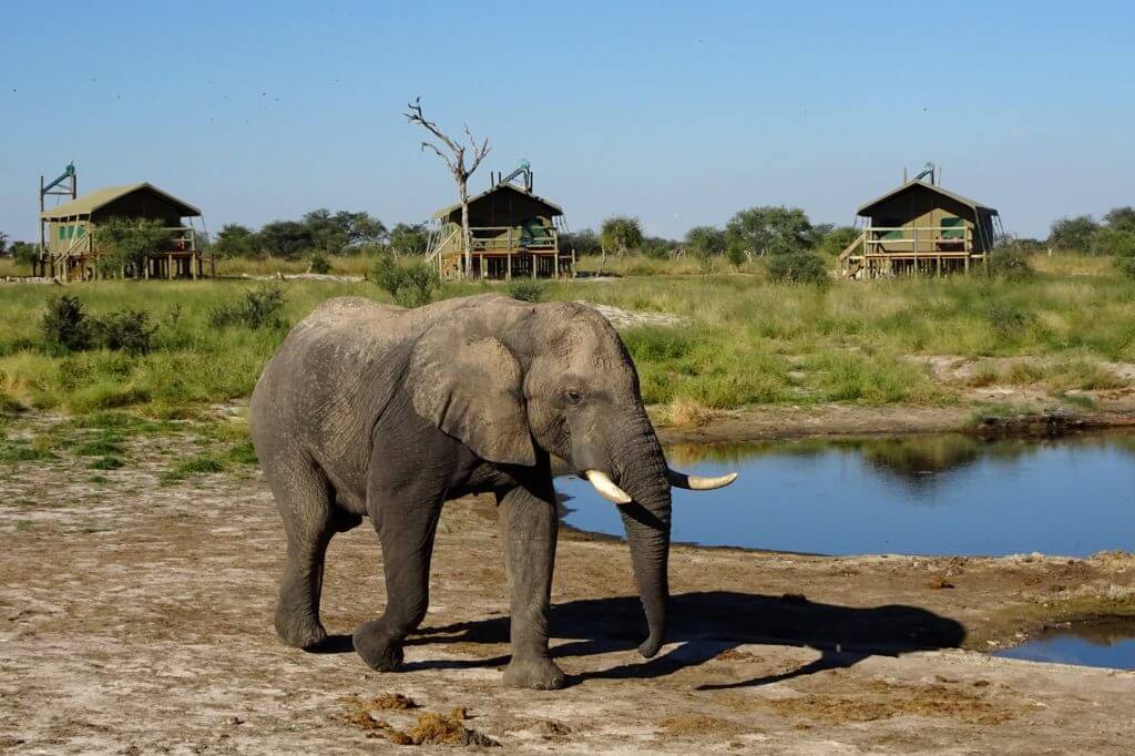 Jahresrückblick Reiseblog Groovy Planet, Elefant im Safari-Camp Elephant Sands, Botswana