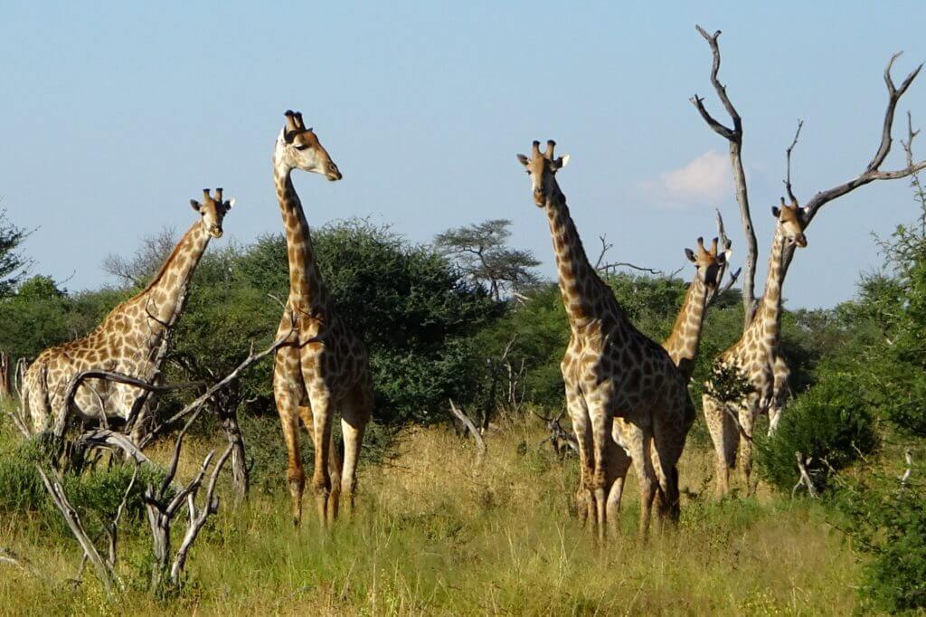 Jahresrückblick Reiseblog Groovy Planet, Giraffen in der Nähe des Safari-Camps Elephant Sands, Botswana