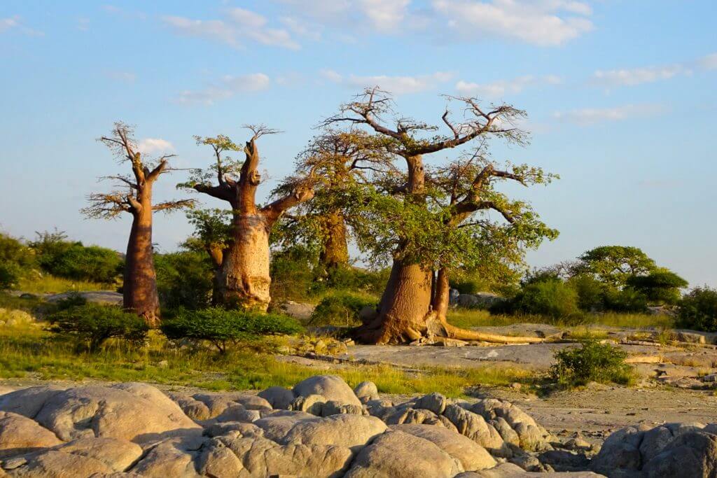 Jahresrückblick Reiseblog Groovy Planet, Baobabs in Kuba Island, Botswana
