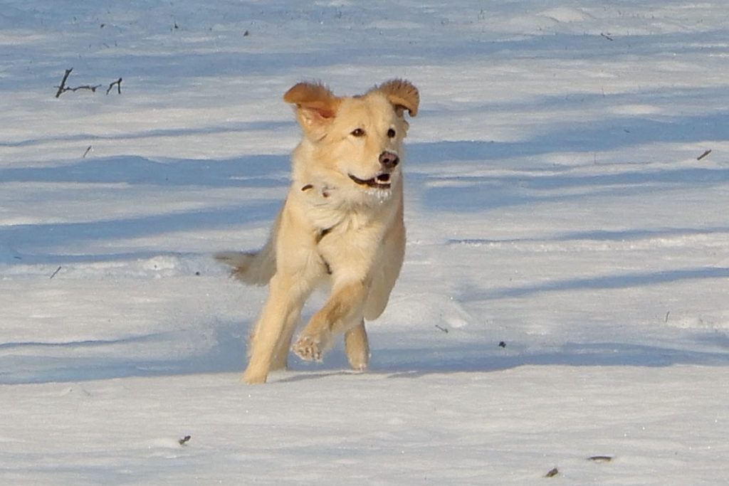 Winter in Hannover. Golden Retriever in hannoverscher Schneelandschaft.