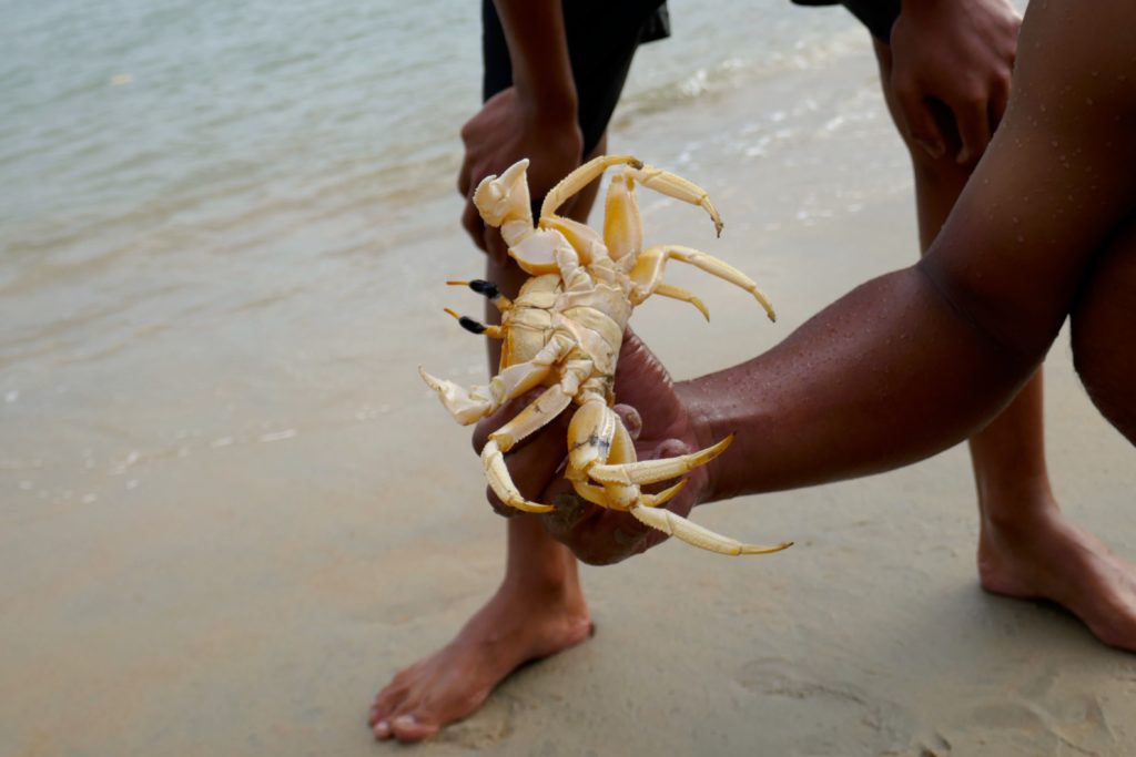 Koh Phra Thong. Krabbe oder Krebs?