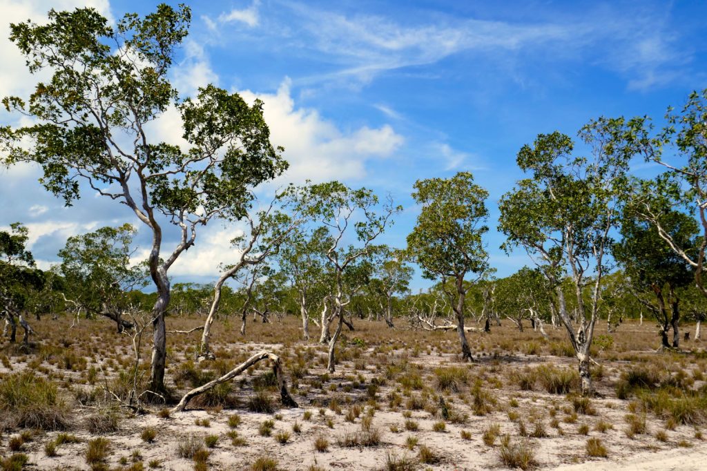 Koh Phra Thong. Savanne mit Paper Bark Trees (Myrtenheide).