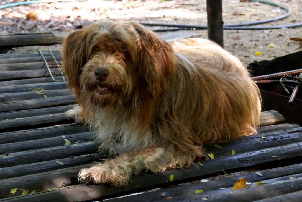 Hund im Homestay Tung Dap.