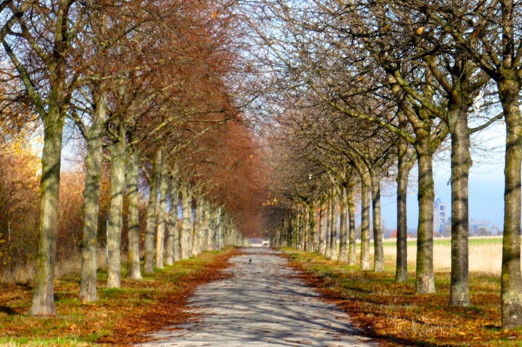 Kronsberg, Hannover. Allee zu Fuße des Aussichtspunktes.