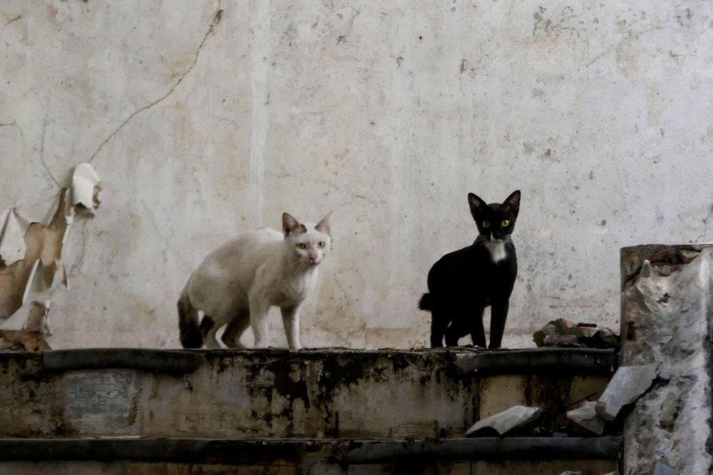 Ehemaliges Kaufhaus New World. Zwei Katzen im Inneren des Gebäudes.