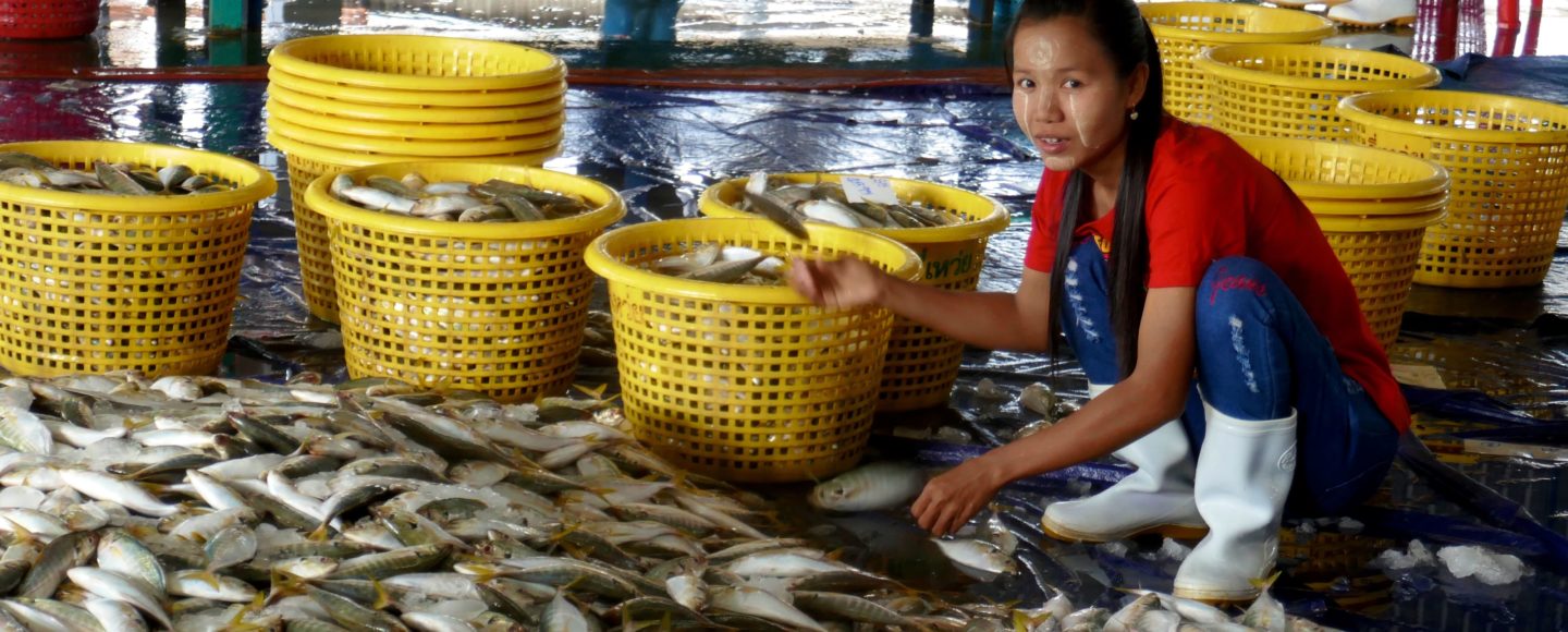 Auf dem Fischmarkt in Ranong, Thailand.