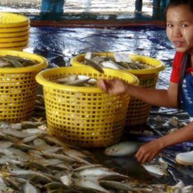 Auf dem Fischmarkt in Ranong, Thailand.