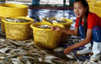 Auf dem Fischmarkt in Ranong, Thailand.