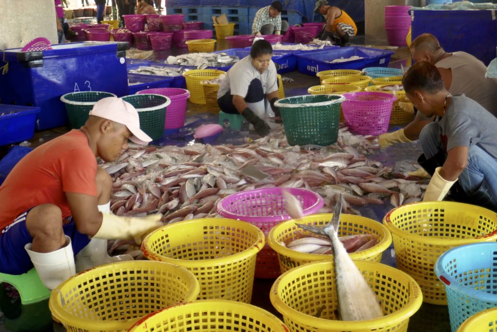 Fischmarkt von Ranong. "Die guten ins Töpfchen die schlechten ins Kröpfchen"