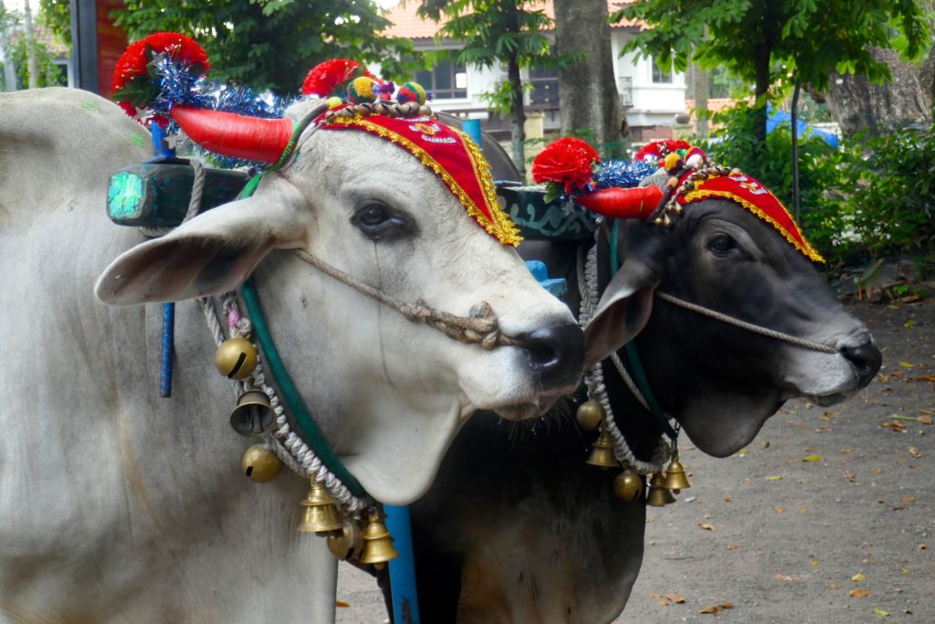 Ochsen beim indischen Erntedankfest Pongal in George Town, Malaysia.