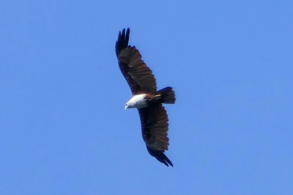 Seeadler kreisen über dem Hafen von Ranong.