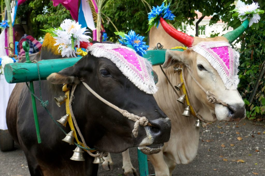 Festlich geschmückte Ochsen beim indischen Erntedankfest Pongal in George Town, Malaysia.