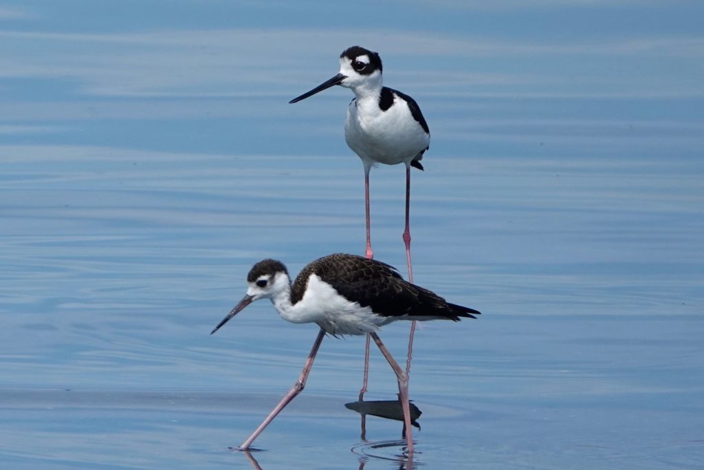 Wasservögel (Amerikanische Stelzenläufer) an der Küste vor Santiago de Cuba.