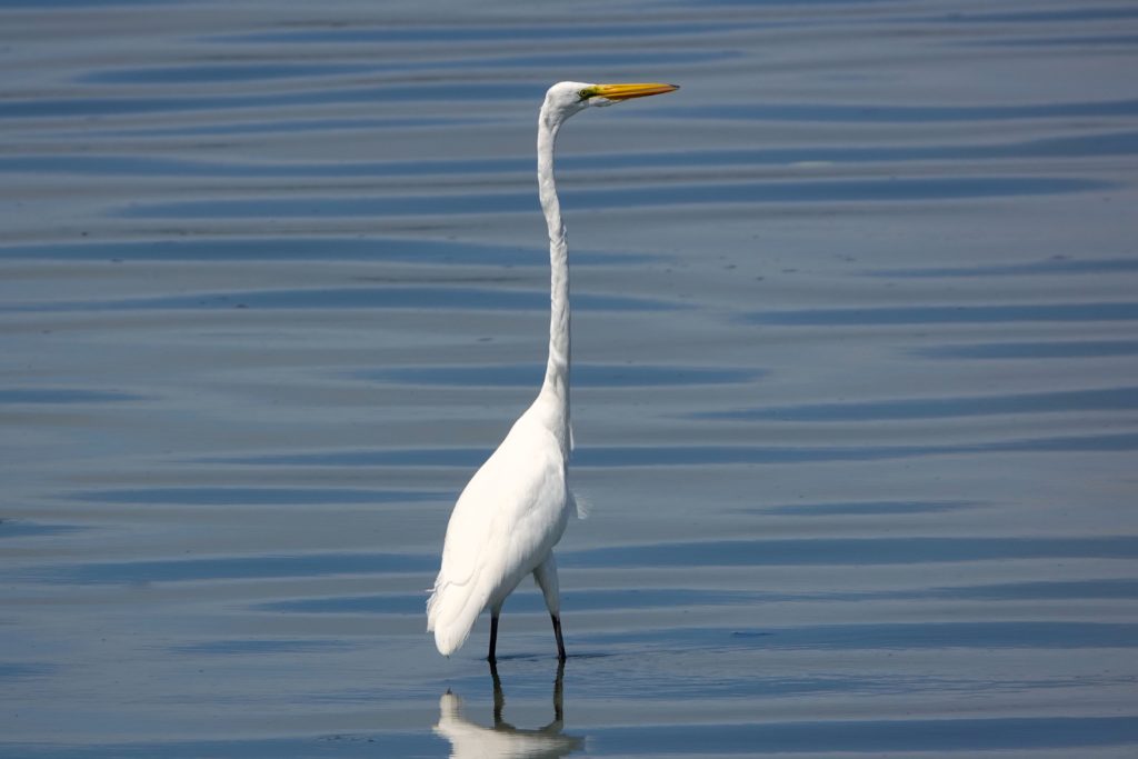 Reiher vor Santiago de Cuba.