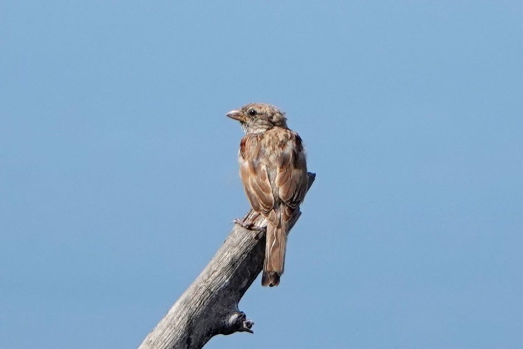 Unbekannte Vogelart im Uferbereich von Santiago de Cuba.