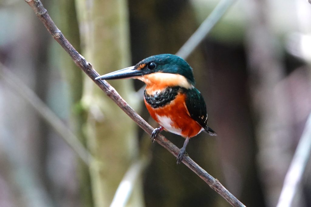Erzfischer aus der Familie der Eisvögel im mexikanischen San Felipe.