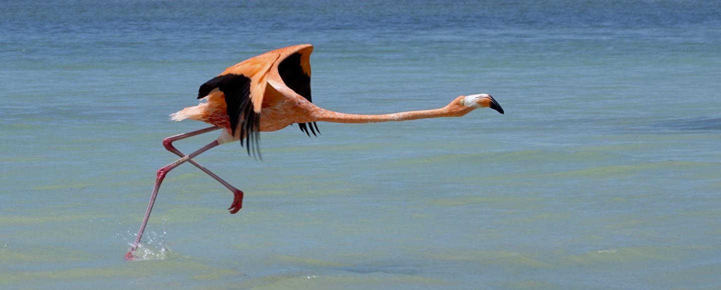 Flamingo im mexikanischen Río Lagartos.