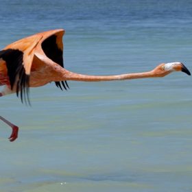 Flamingo im mexikanischen Río Lagartos.