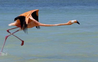 Flamingo im mexikanischen Río Lagartos.