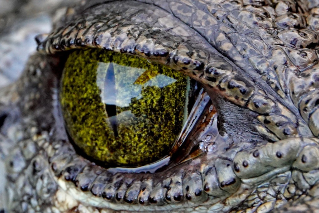 Auge in Auge mit dem Krokodil in Las Coloradas.