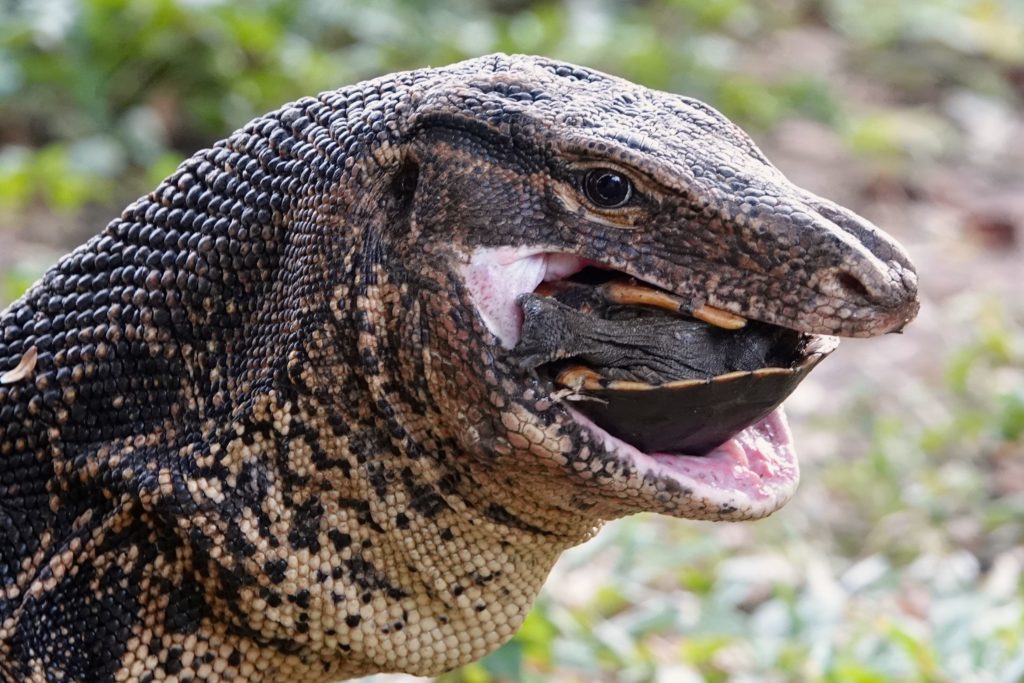 Waran im Lumpini-Park von Bangkok beim Vertilgen einer Schildkröte.