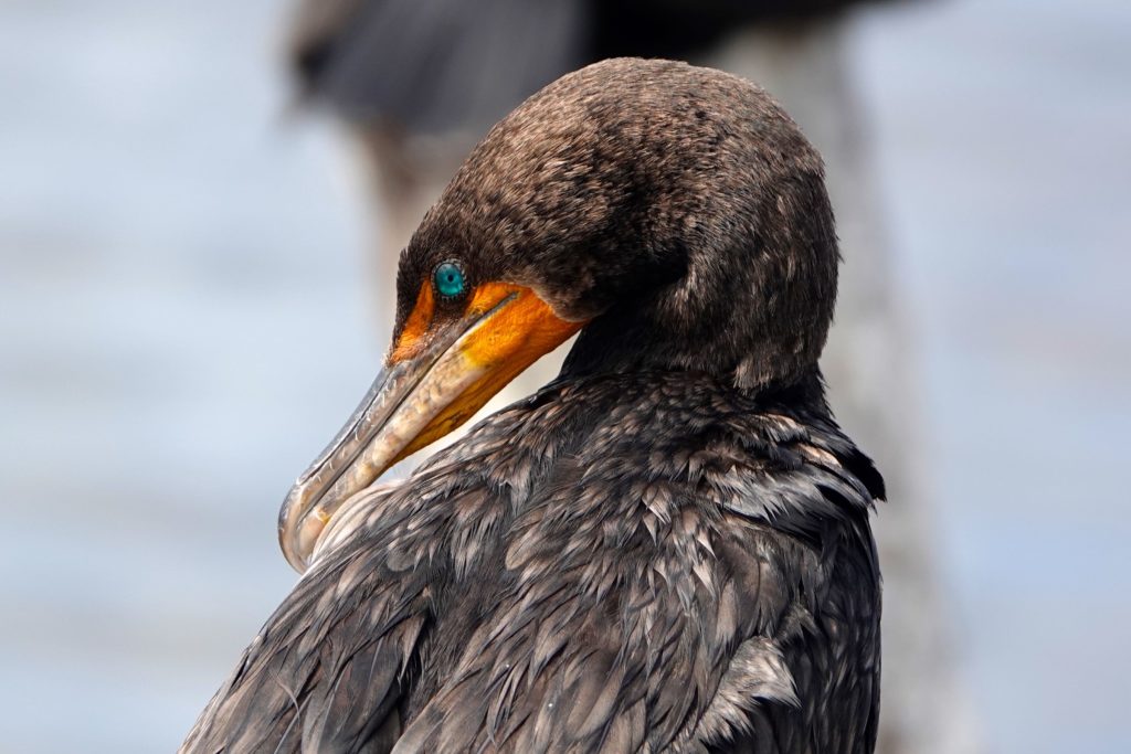 Kormoran im mexikanischen Río Lagartos.