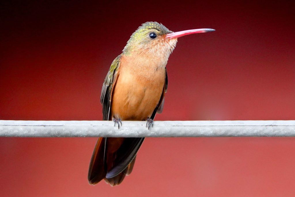 Kolibri in Río Lagartos, Yucatán.