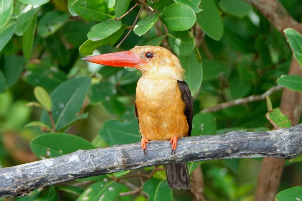 Braunflügelliest (Brown-winged kingfisher) in Krabi, Südthailand.