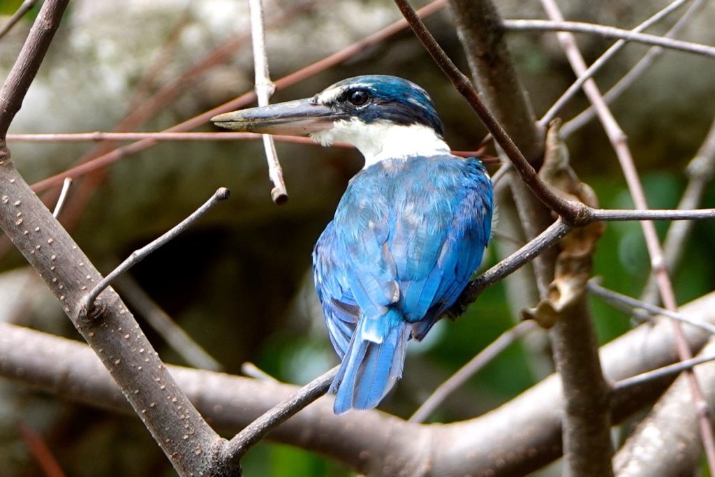 Halsbandliest, ein Eisvogel, in Surat Thani, Südthailand.