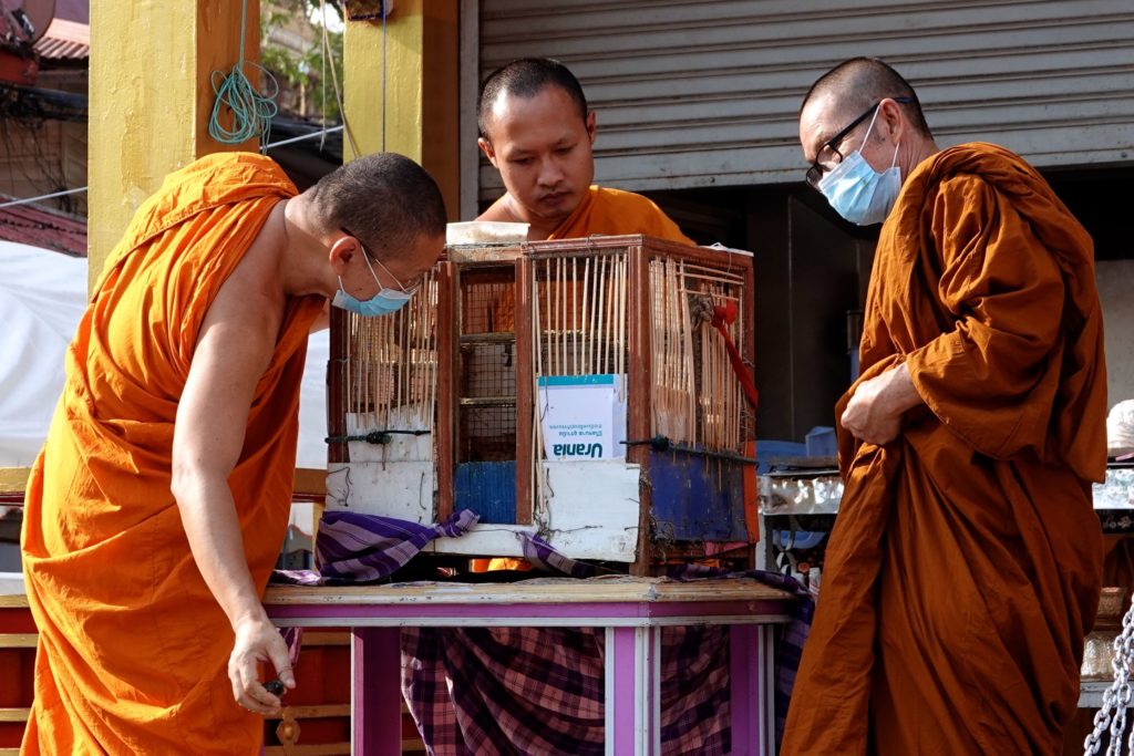 Rituelle Vogelfreilassung zu Songkran im Wat Nong Waeng, Khon Kaen.