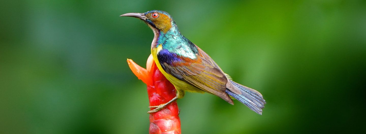 Bilder des Jahres: Braunkehl-Nektarvogel (Anthreptes malacensis) in Nai Thon, Phuket.