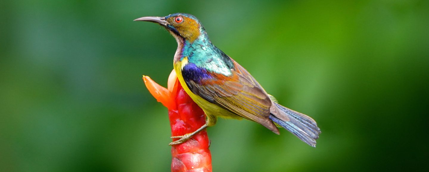 Bilder des Jahres: Braunkehl-Nektarvogel (Anthreptes malacensis) in Nai Thon, Phuket.