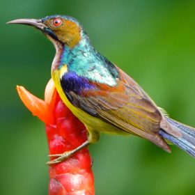 Bilder des Jahres: Braunkehl-Nektarvogel (Anthreptes malacensis) in Nai Thon, Phuket.