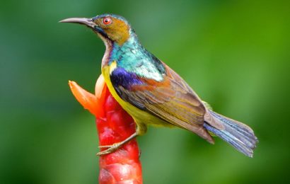 Bilder des Jahres: Braunkehl-Nektarvogel (Anthreptes malacensis) in Nai Thon, Phuket.