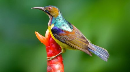 Bilder des Jahres: Braunkehl-Nektarvogel (Anthreptes malacensis) in Nai Thon, Phuket.