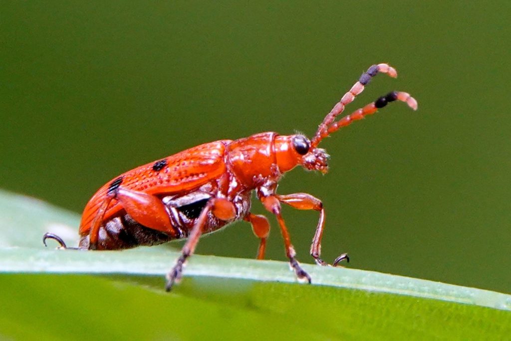 Roter Blattkäfer (Chrysomelidae) in der Nähe von Rawai, Phuket.
