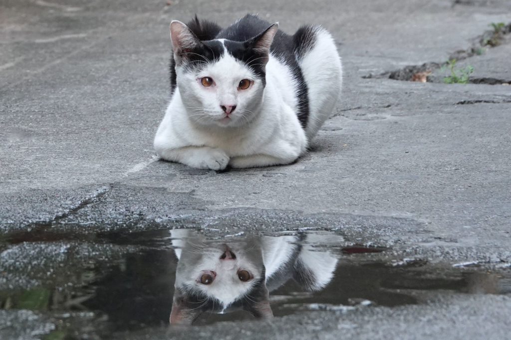 Bangkok: Katze mit Spiegelbild in Pfütze.