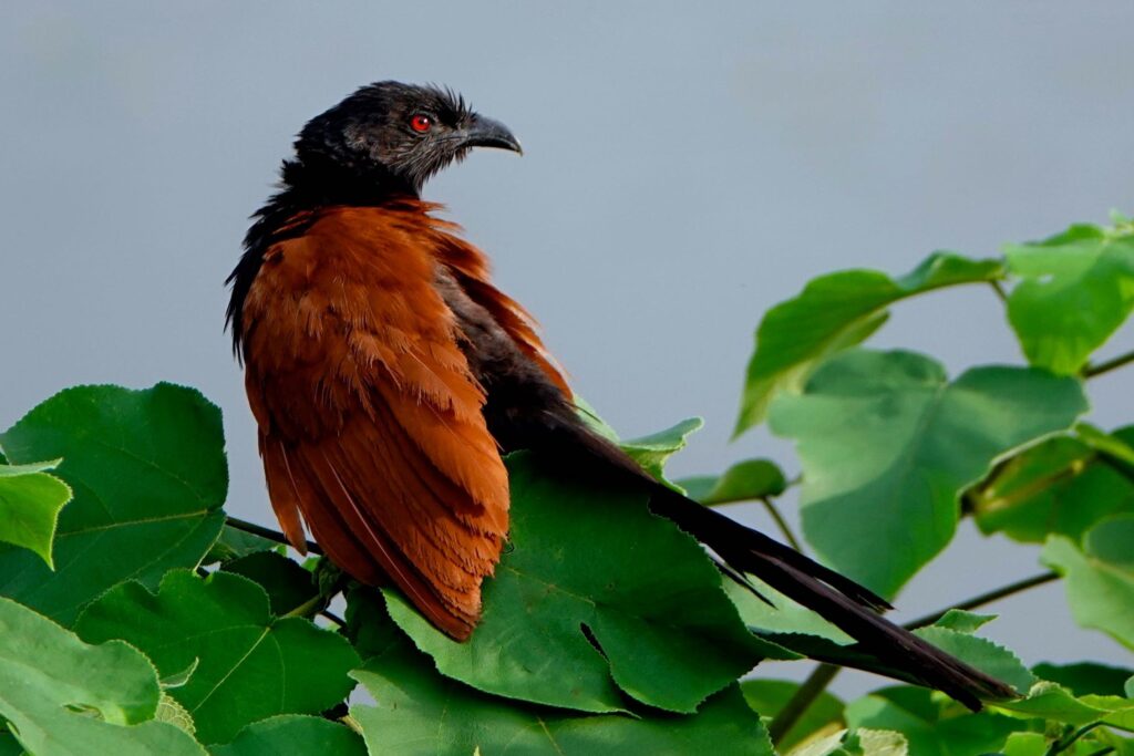Heckenkuckuck (Centropus sinensis) am Ufer des Mekong in Chiang Khan.
