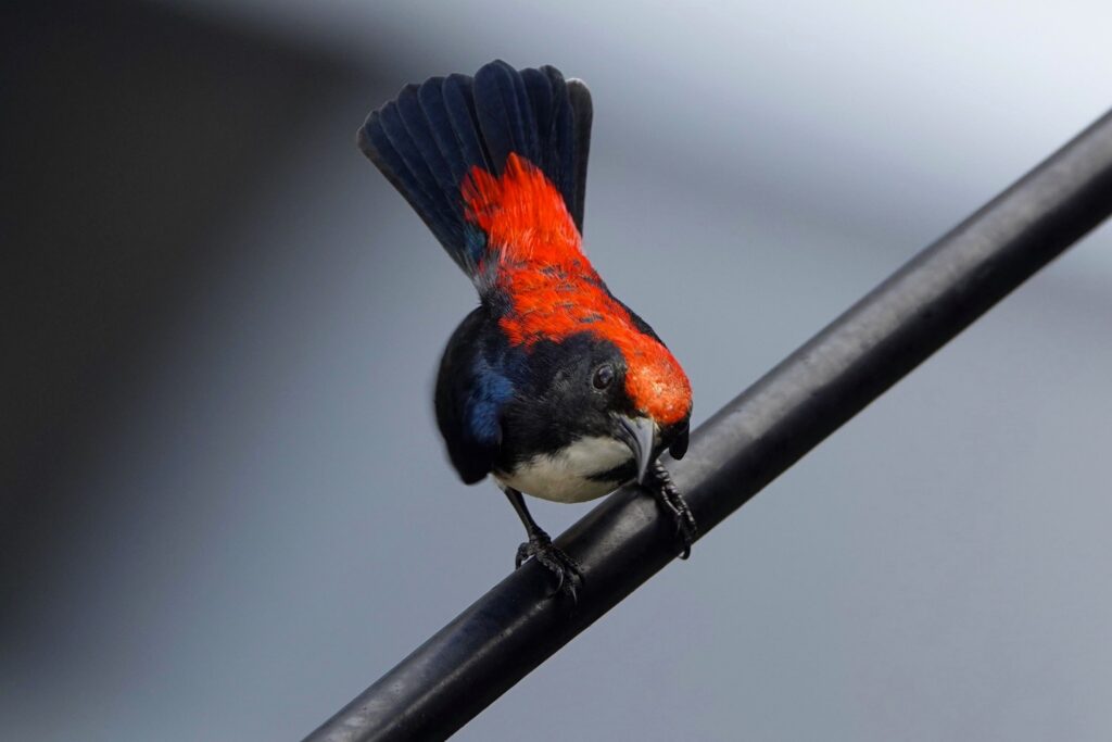 Birdwatching mitten in Bangkok: Scharlachmistelfresser (Dicaeum cruentatum)