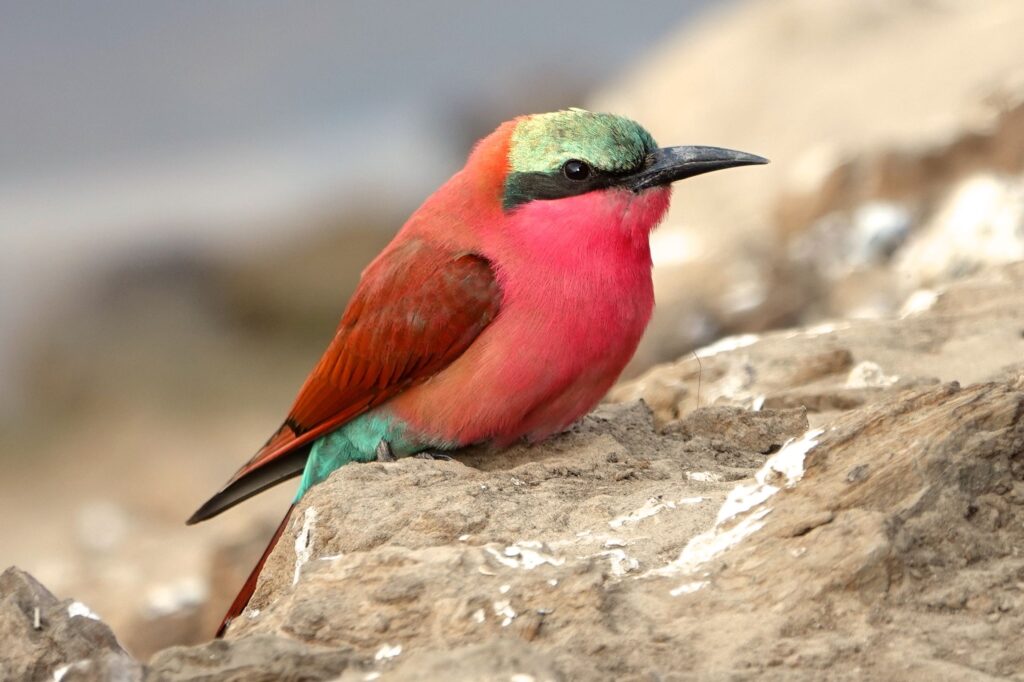 Karminspint (Merops nubicoides) sitzt auf einem Felsen im South Luangwa Nationalpark.