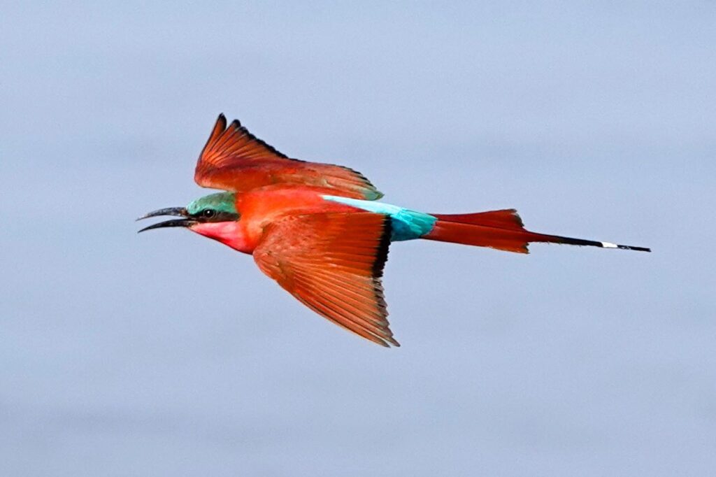 Karminspint (Merops nubicoides) im Flug vor blauem Himmel im South Luangwa Nationalpark.