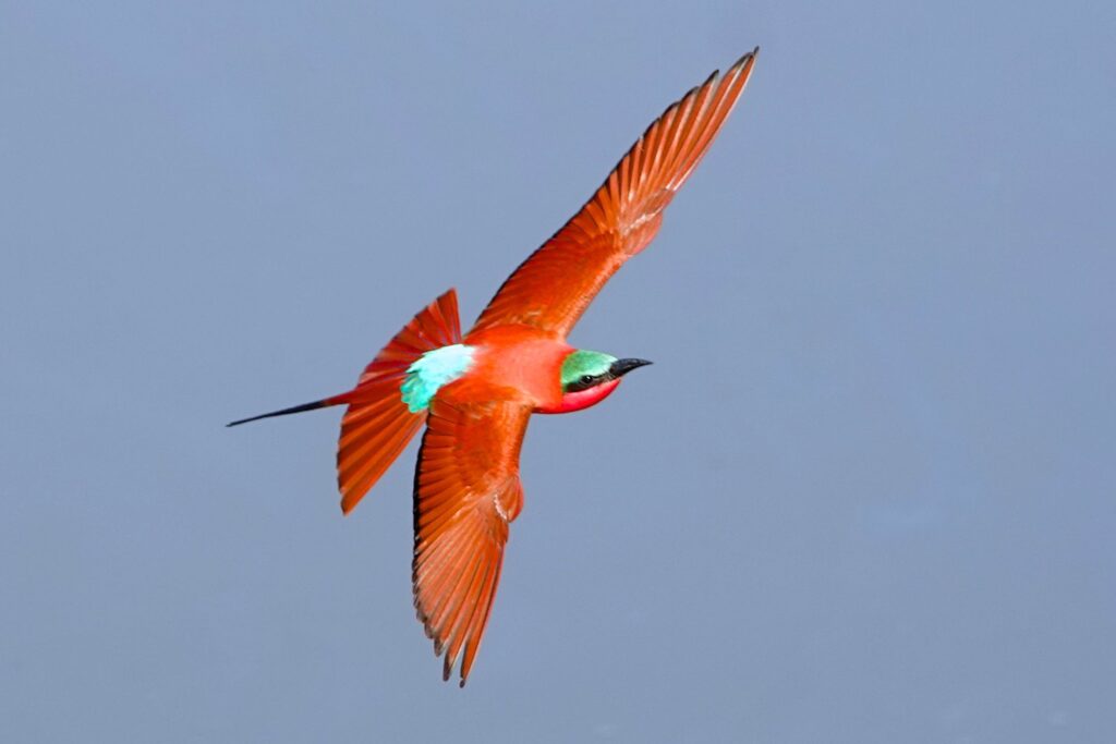 Karminspint (Merops nubicoides) im Flug vor blauem Himmel im South Luangwa Nationalpark.