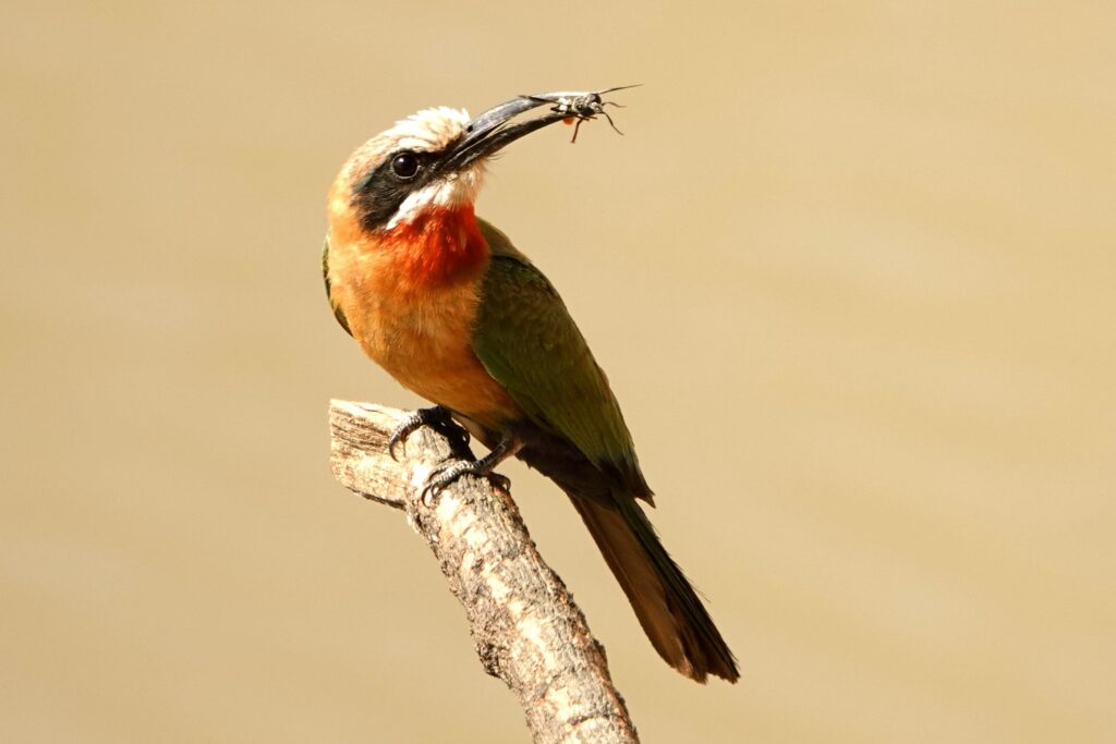 Weißstirn-Bienenfresser (Merops bullockoides) hält ein Insekt im Schnabel im South Luangwa Nationalpark.